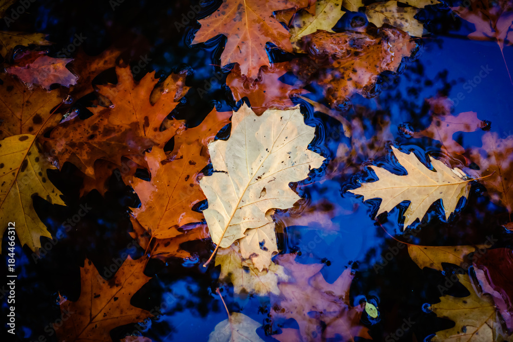 Fototapeta premium Autumn oak leaves in a lake