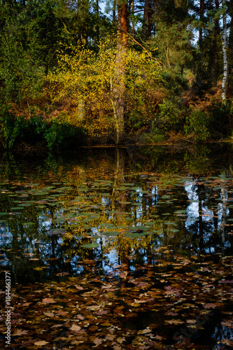 Autumn lake with colourful tree and leaves