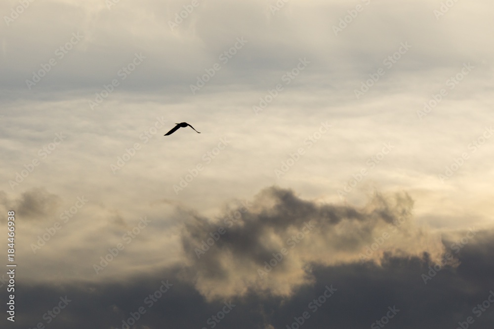 Bird flying on the sky during sunset. Slovakia