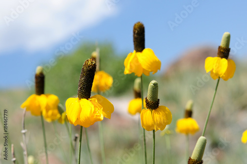 Yellow Prairie Coneflowers - Flowers with yellow skirt blooming on a mountain hill. Ratibida columnifera, also called "Yellow Mexican Hat".