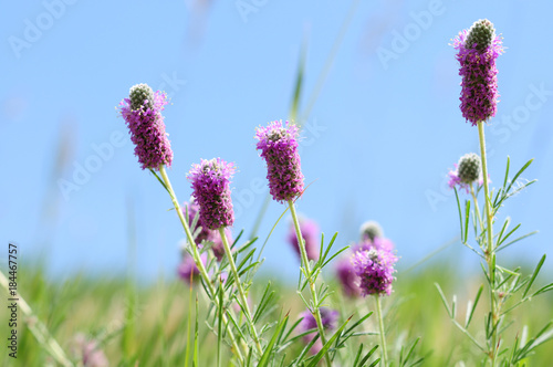 Wildflowers of Colorado  - Purple Prairie Clover Flowers, Dalea purpurea. photo