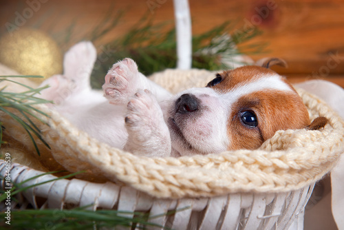 Puppy Jack Russell Terrier cute lying on back in the basket on the knitted plaid