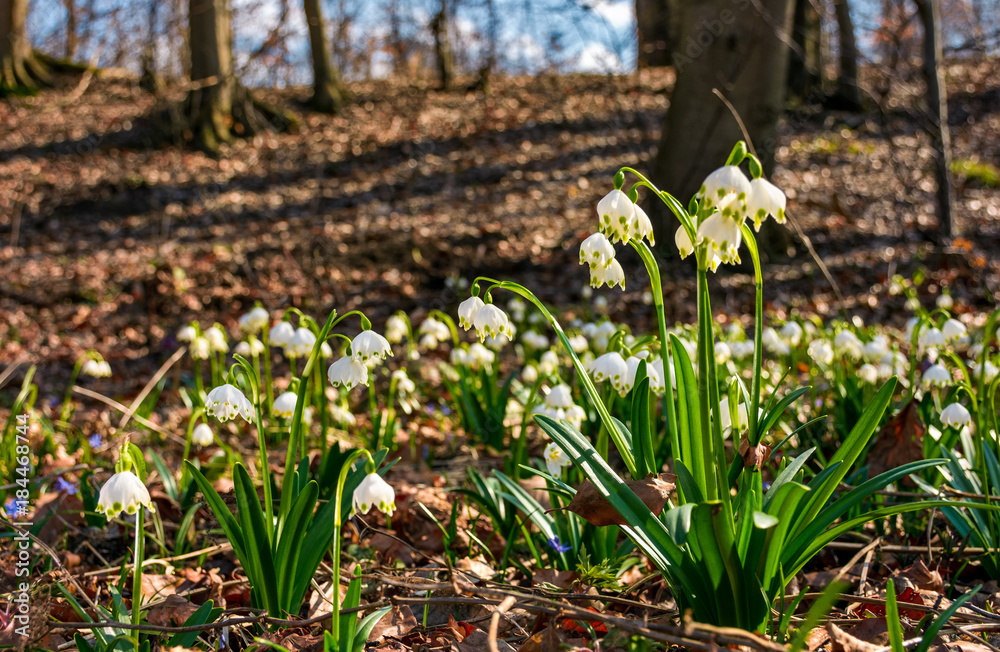 Obraz premium Beautiful blooming of White spring snowflake flowers in springtime. Snowflake also called Summer Snowflake or Loddon Lily or Leucojum vernum on a beautiful background of similar flowers in the forest