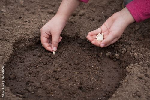 Child Hands Plant Seed Of Squash On Ground In Vegetable Garden Close Up. Spring Planting Of Vegetables.