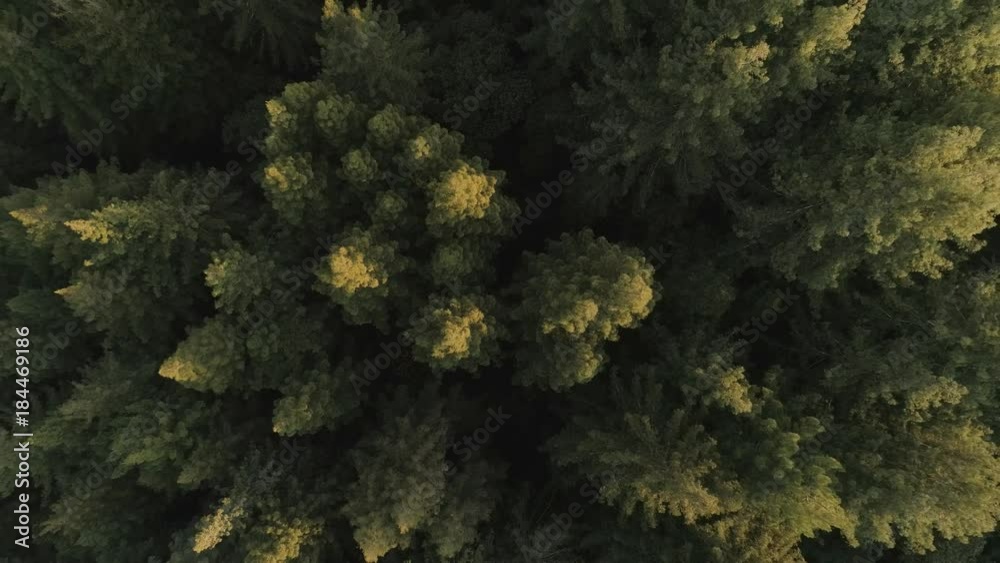 Slowly rising birdseye view of a thick forest. Golden tops of the trees from sunset. Slowly rising birdseye view of a thick forest. Golden tops of the trees from sunset.