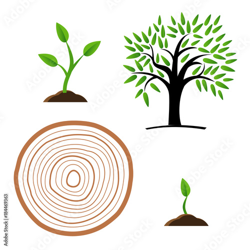 Set Stages of tree growth from the germ to the stump, Vector illustration, Concept of saw cut tree trunk, isolated on white background for forestry and sawmill.