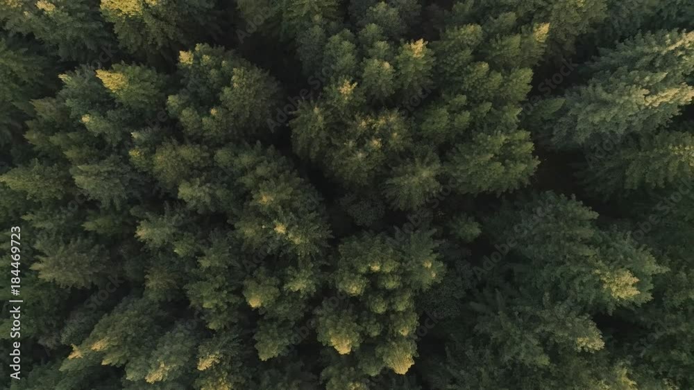 Slowly rising and rotating aerial shot of a thick forest, birdseye view looking straight down. Golden tips of trees from sunset. Slowly rising and rotating aerial shot of a thick forest, birdseye view looking straight down. Golden tips of trees from sunset.