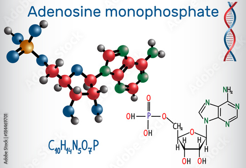 Adenosine monophosphate (AMP) molecule, it is an ester of phosphoric acid and the nucleoside adenosine,  monomer in the production RNA . Structural chemical formula and molecule model