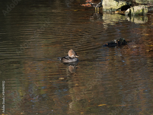 Hooded Merganser female