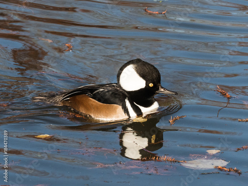 Hooded Mergenser male