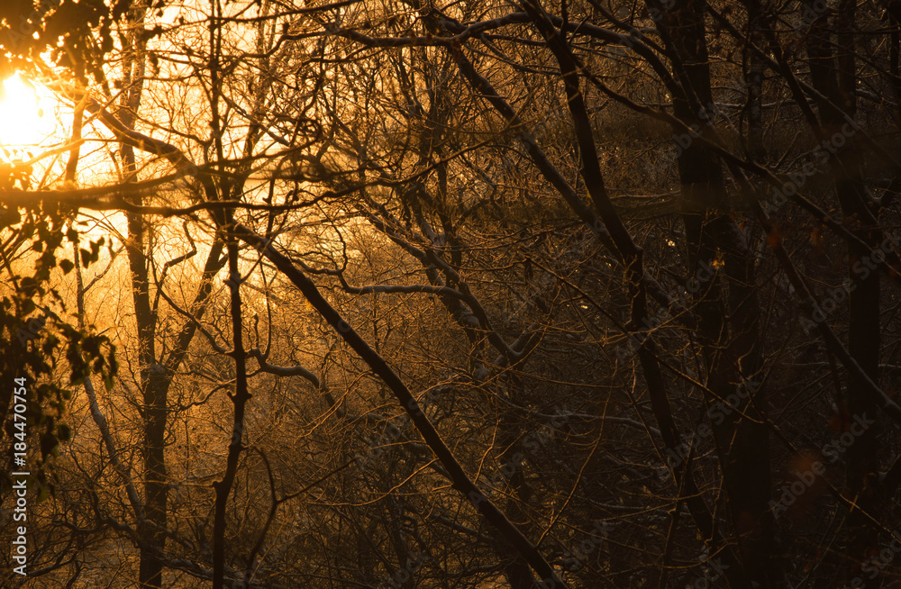 Golden sunlit woodland