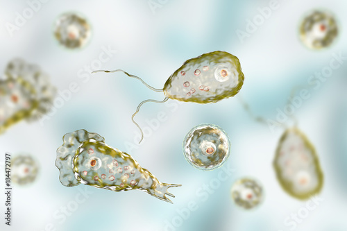 Brain-eating amoeba infection, naegleriasis. Flagellate forms, trophozites and cysts of the parasite Naegleria fowleri, 3D illustration photo