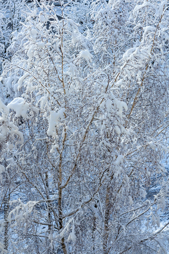 Trees in snow against a blue sky in winter close-up