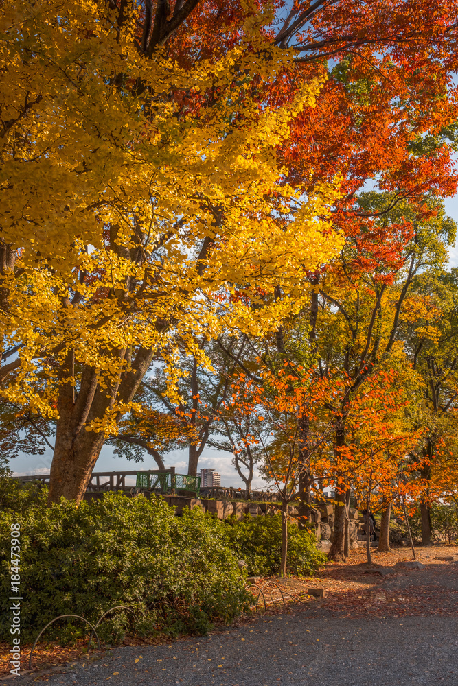 Trees change color in autumn season in Osaka park, Japan