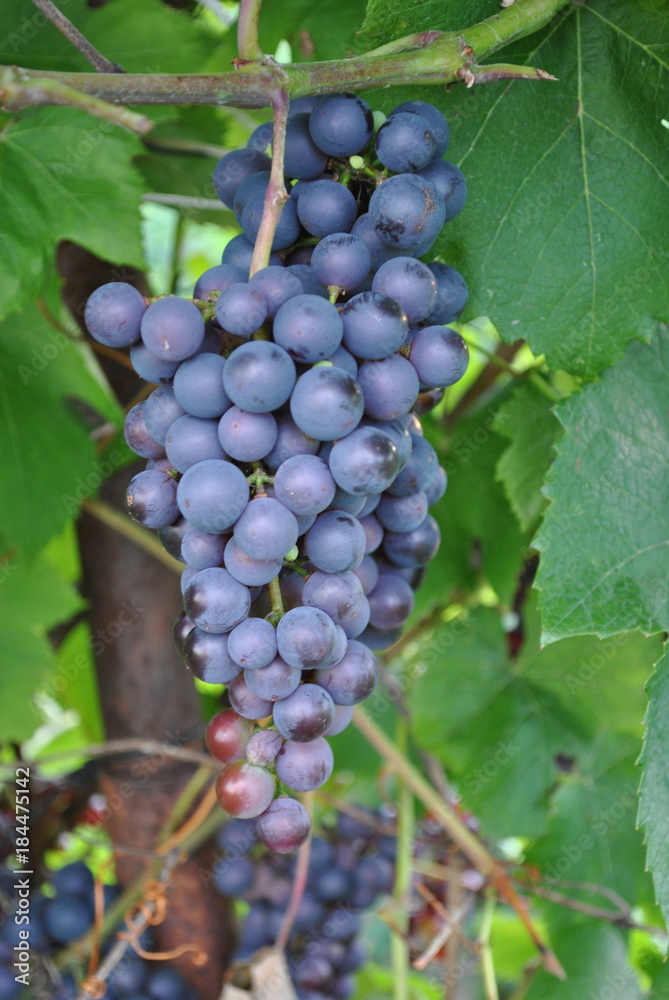 Grapes