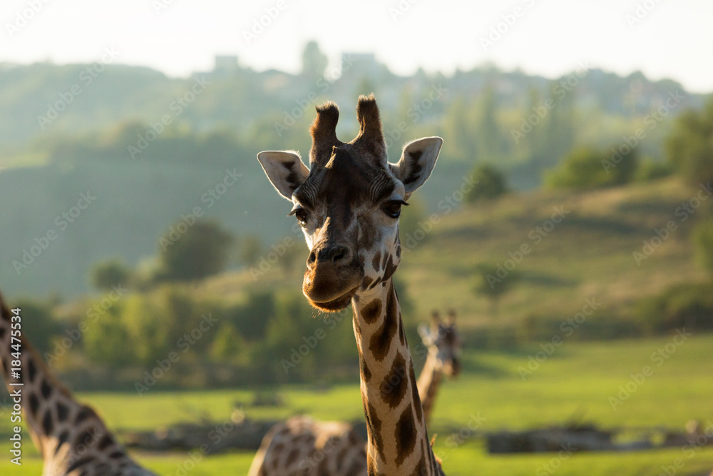 Naklejka premium Giraffe posing in wilderness while sunset