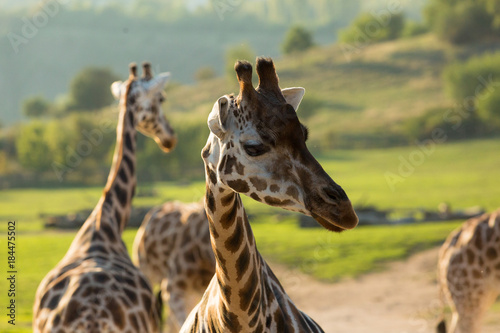 Giraffe posing in wilderness while sunset