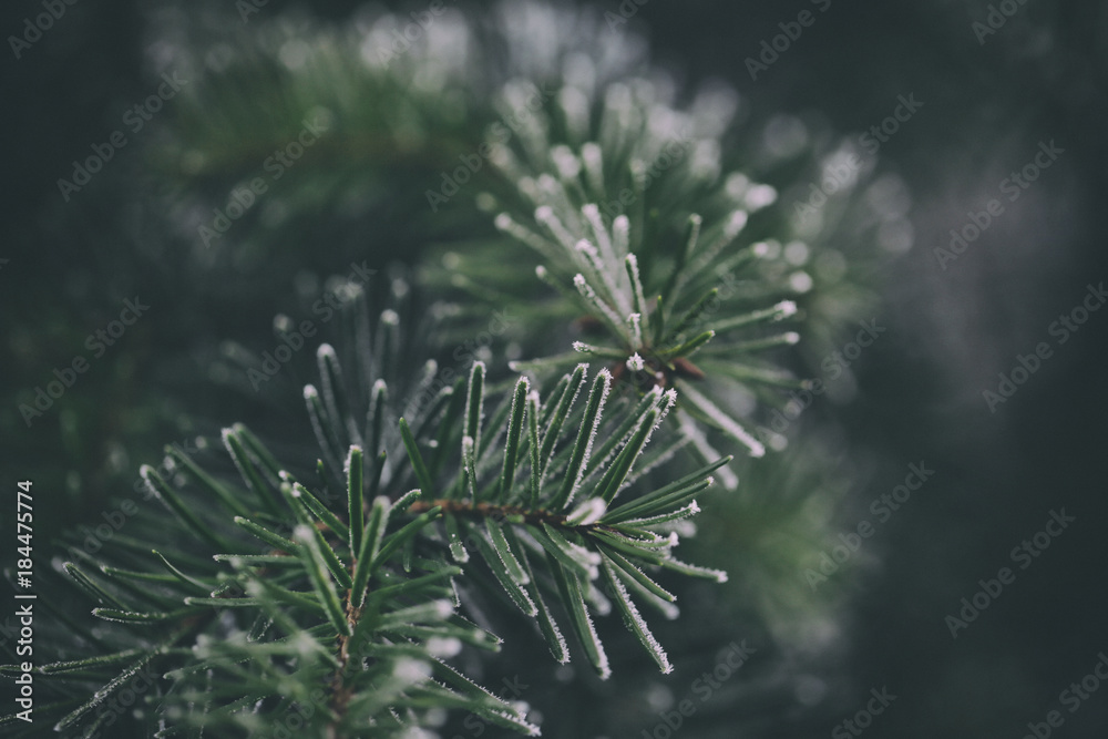 Close up of a frozen pine tree branch - obrazy, fototapety, plakaty 