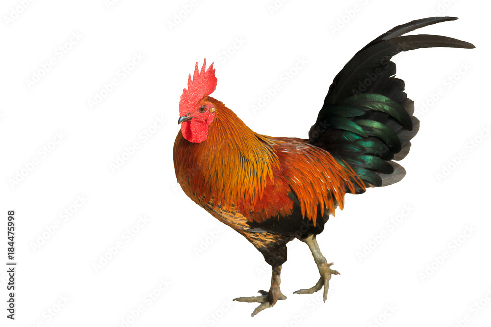 Bright red cock with black tale
