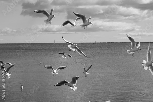 Oiseau volant