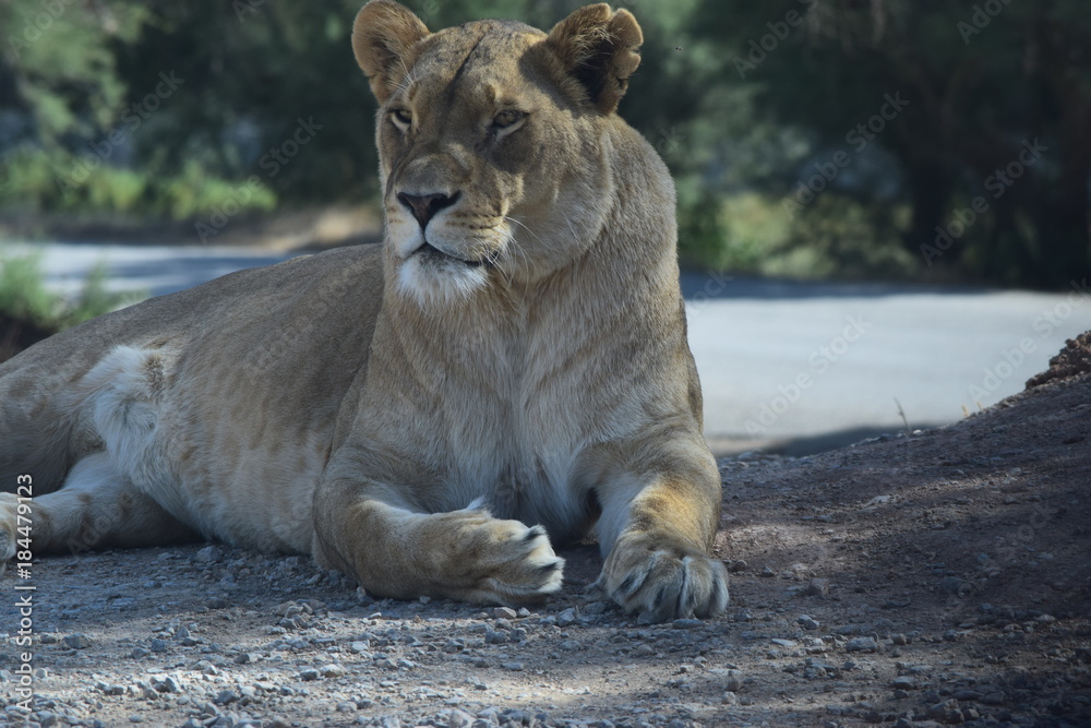 Fototapeta premium Lion 