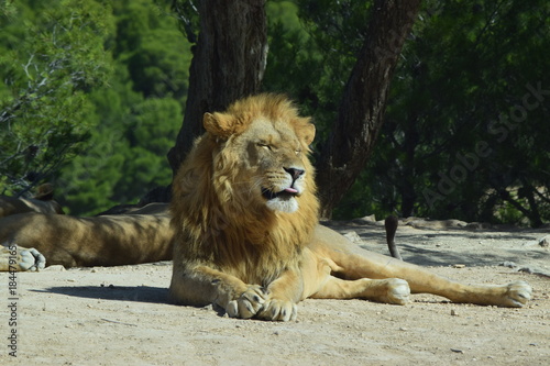 Lion 