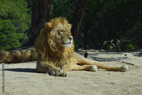 Lion 