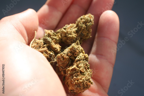 Marijuana Bud In Hand High Quality 
