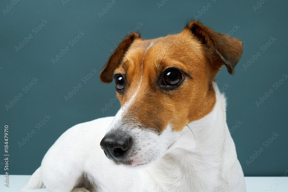 Portrait of a dog breed of Jack Russell in a black tie a dark grey background. Background for your text and design                                                       