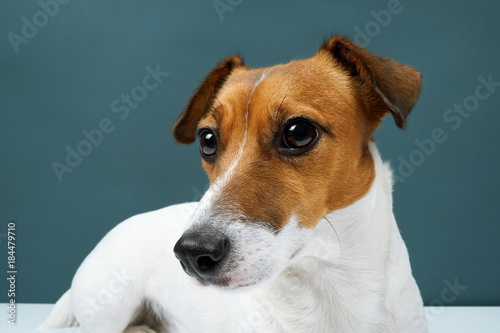 Portrait of a dog breed of Jack Russell in a black tie a dark grey background. Background for your text and design 