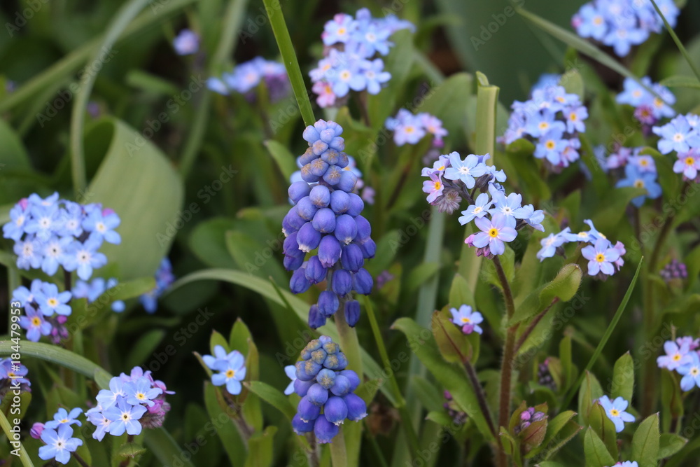 Traubenhyazinthe mit Vergissmeinnicht Muscari and Myosotis in blue Traubenhyazinthe mit Vergissmeinnicht Muscari and Myosotis in blue