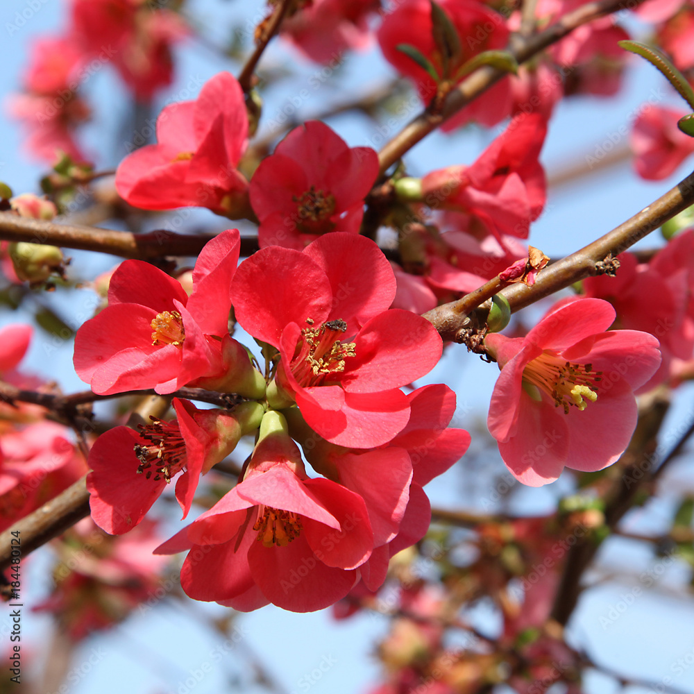 Fotografie Fleurs de cognassier du Japon