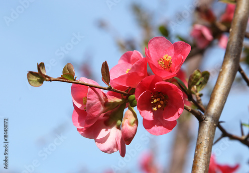 Stampa su tela Fleurs de cognassier du Japon