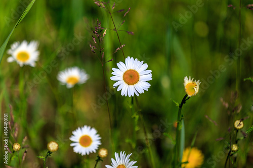 Daisy Flower © FRANK