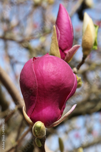 Magnolia soulangeana Lennei photo