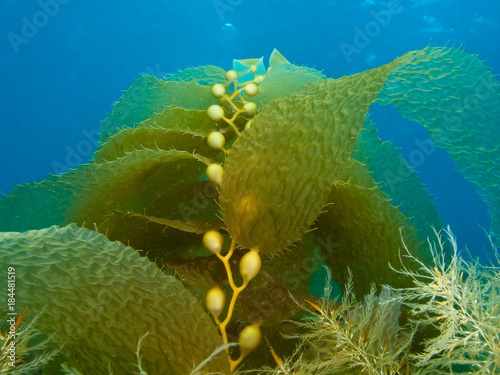 Kelp Floating at Ocean Bottom