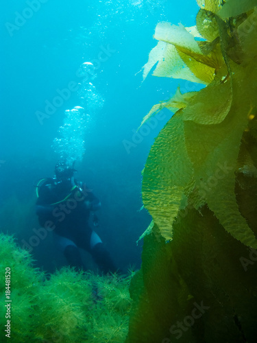Scuba Diver and Kelp