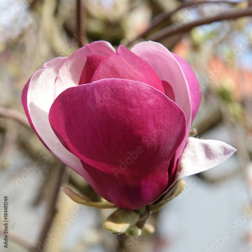 Magnolia soulangeana Lennei photo