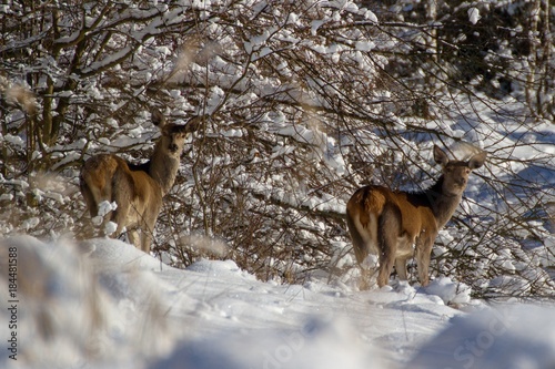 buckskin in forest in winter