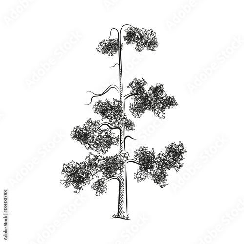 pine trees sketch