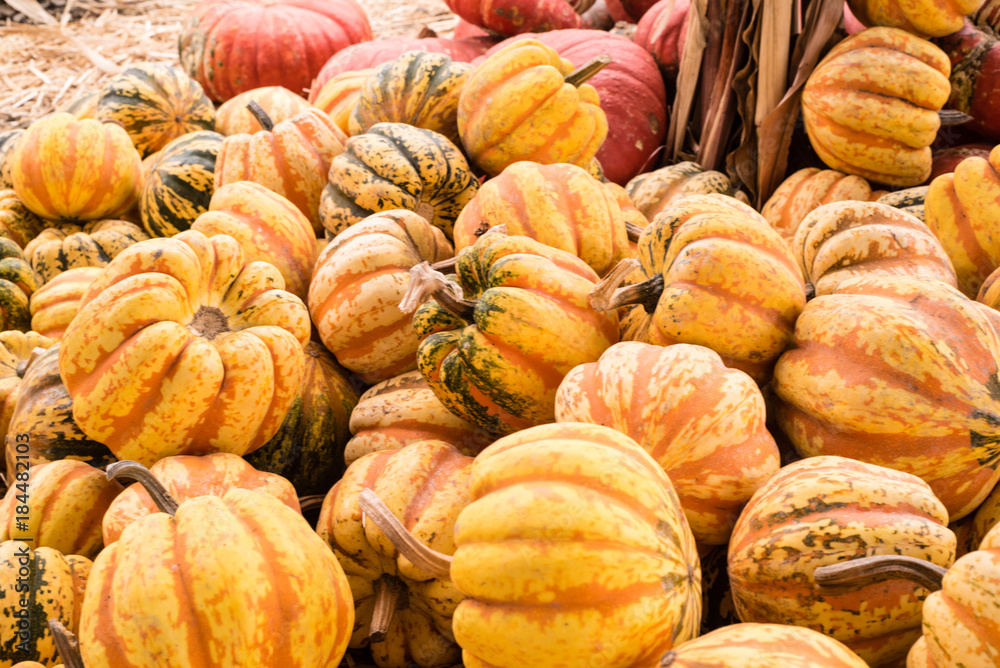 Autumn Gourds Ready for Harvest
