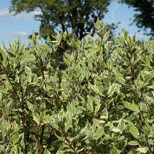 Billede på lærred Haie de Cornus alba 'Sibirica Variegata'