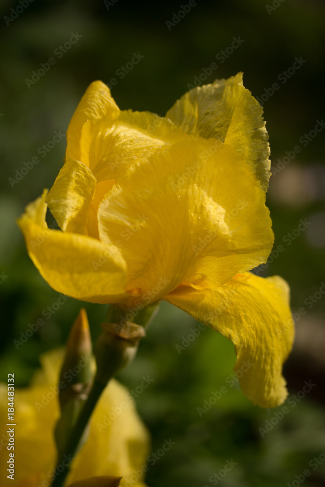 beautiful blossom of a yellow Iris beautiful blossom of a yellow Iris
