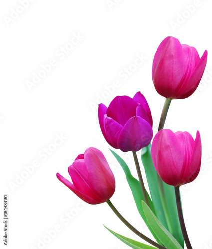 Fototapeta Naklejka Na Ścianę i Meble -  Purple tulips isolated on a pure white background