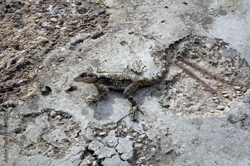 Grey lizard at Crusader Castle of Byblos, Lebanon
