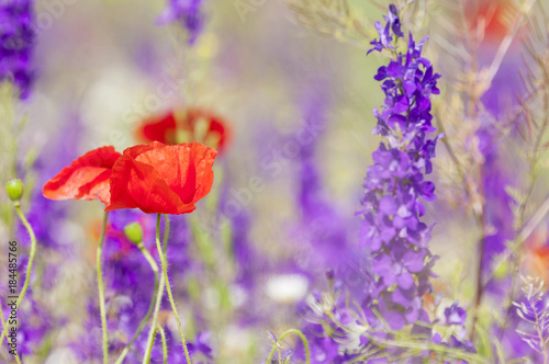 Red poppies and spring flowers in the meadow