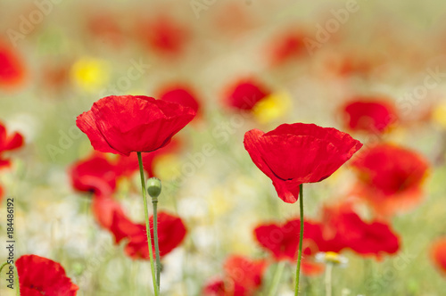 Red poppies and spring flowers in the meadow