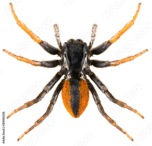 Jumping spider Philaeus chrysops isolated on white background. Dorsal view of spider.