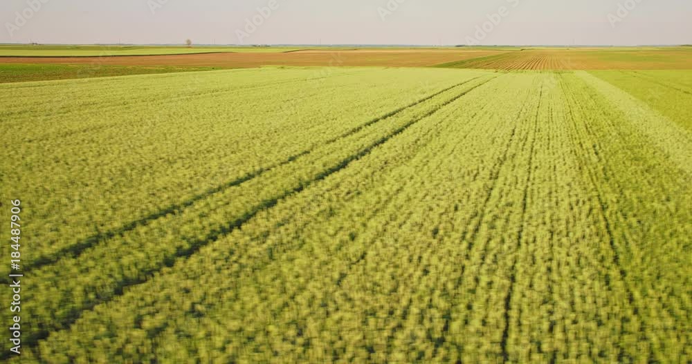 Aerial shot of a green field of wheat