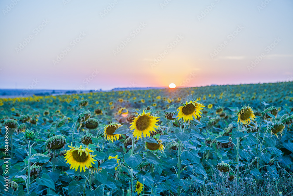 Obraz premium Girasol
